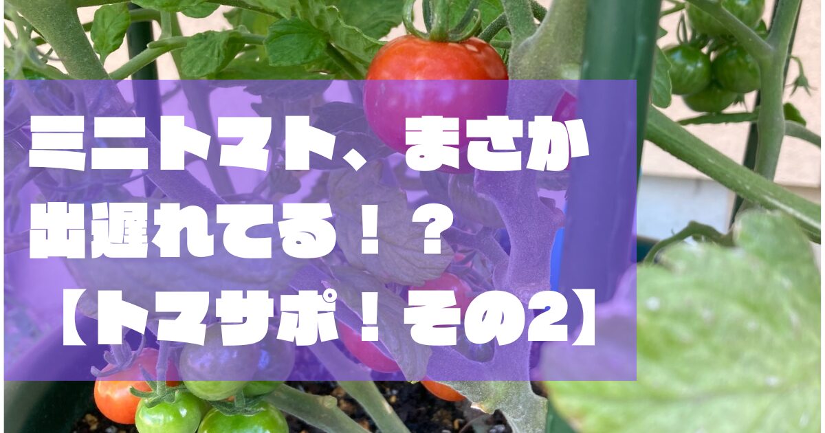 その後のミニトマトについて。もしかして出遅れてる！？「トマサポ 